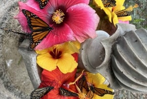 Maui: entrada interactiva a la granja de mariposas