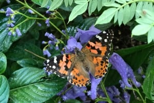 Maui: billet d'entrée interactif à la ferme aux papillons