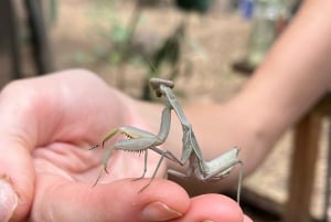 Maui: billet d'entrée interactif à la ferme aux papillons