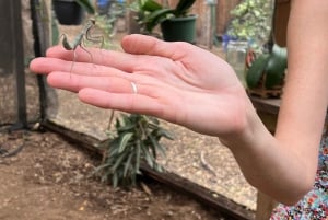 Maui: billet d'entrée interactif à la ferme aux papillons