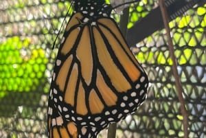 Maui: billet d'entrée interactif à la ferme aux papillons