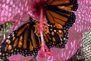 Maui: billet d'entrée interactif à la ferme aux papillons