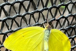 Maui: billet d'entrée interactif à la ferme aux papillons