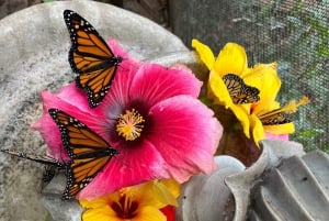 Maui: billet d'entrée interactif à la ferme aux papillons