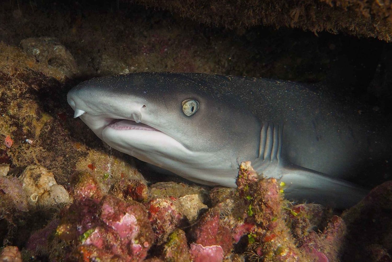 Maui: Einführung ins Tauchen vom Ufer aus - Lahaina