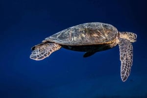 Maui : Initiation à la plongée sous-marine à partir du rivage - Lahaina