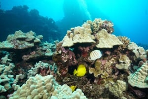 Maui : Initiation à la plongée sous-marine à partir du rivage - Lahaina