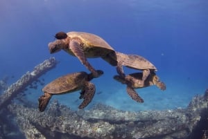 Maui : Initiation à la plongée sous-marine à partir du rivage - Lahaina