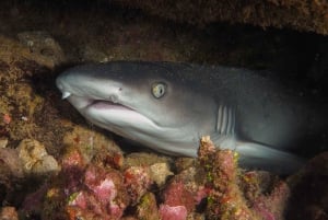 Maui: Einführung ins Tauchen vom Ufer aus - Lahaina