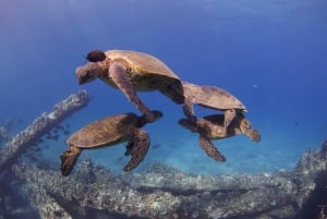 Maui: Einführung ins Tauchen vom Ufer aus - Lahaina