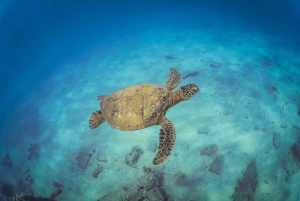 Maui: Snorkel de 5 horas na praia de Kaanapali com almoço de churrasco e bar aberto