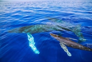 Maui: Ka'anapali Discount Whale Watch - Beach Loading Vessel