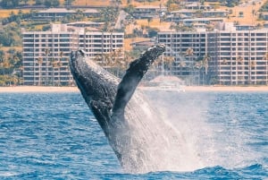 Maui: Ka'anapali Discount Whale Watch - Beach Loading Vessel