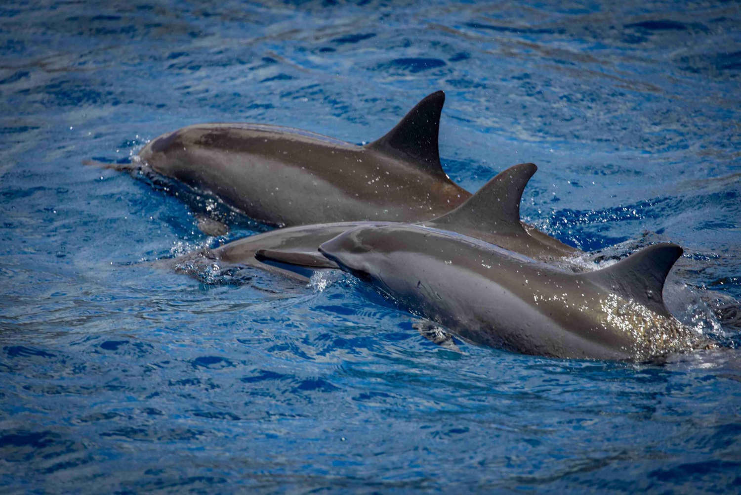 Maui: Kaanapali Dolphin Watching -veneajelu ja lounas