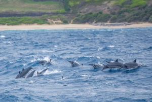 Maui: Kaanapali Dolphin Watching -veneajelu ja lounas