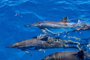 Maui: Kaanapali Dolphin Watching -veneajelu ja lounas