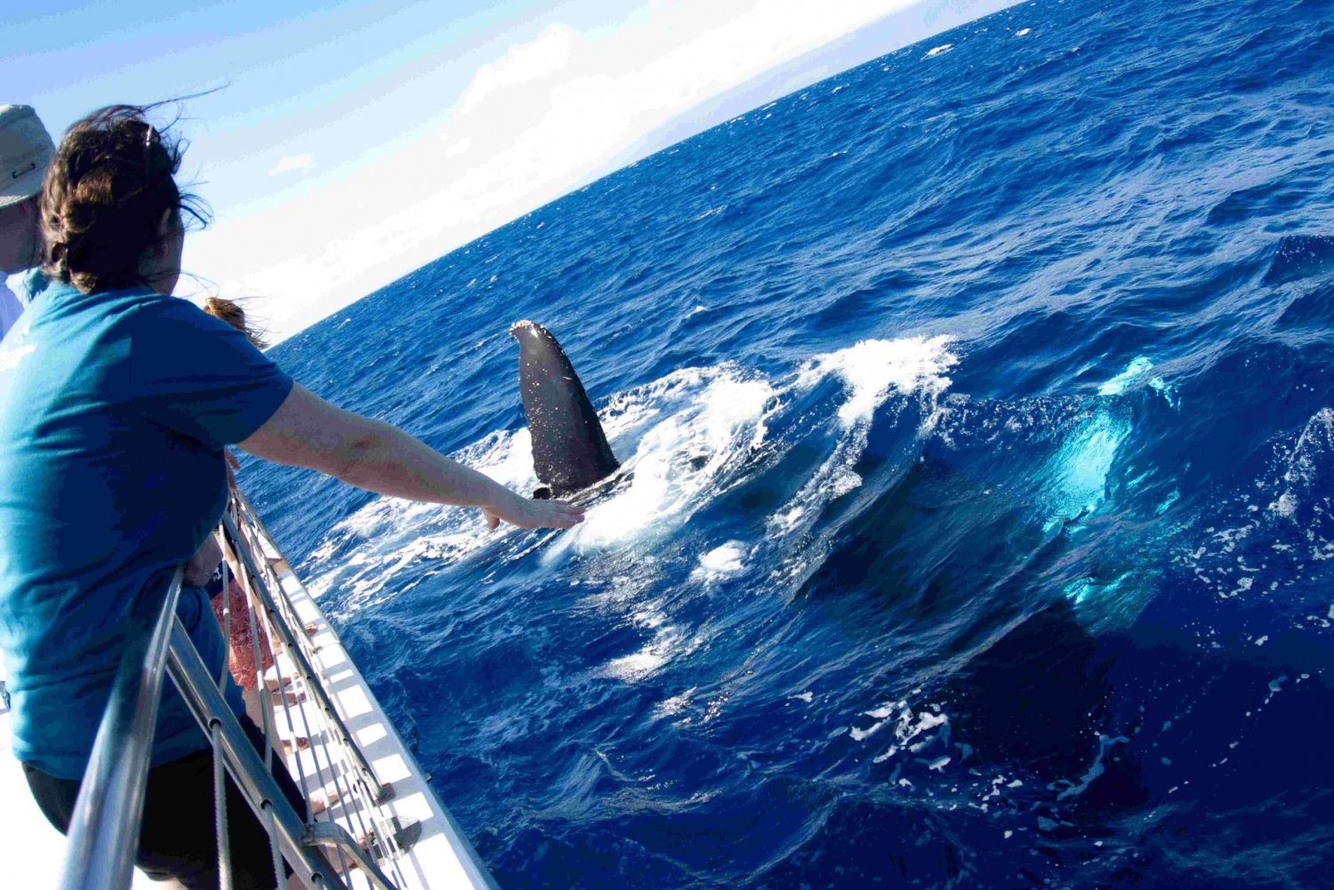 Maui : Bateau d'observation des baleines à Kaanapali avec open bar et repas