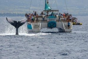 Maui: Kaanapali Whale Watching Boat with Open Bar and Food