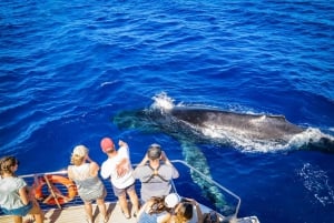 Maui: Ka'anapali Whale Watching Cruise on Luxury Sailboat