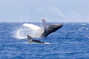 Maui: Ka'anapali Whale Watching Cruise on Luxury Sailboat