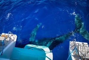 Maui: Ka'anapali Whale Watching Cruise on Luxury Sailboat