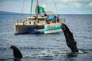 Maui: Barca per l'osservazione delle balene a Kaanapali con open bar e cibo