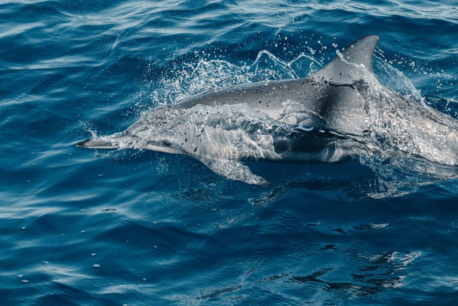 Maui: Ka'anapali-zeil met wilde dolfijnen