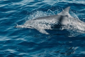 Maui: Kaanapali Dolphin Watching Boat Trip with Lunch