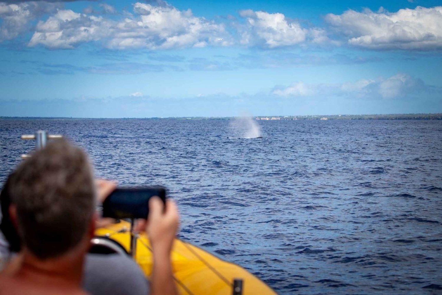 Maui : Aventure d'observation des baleines à Koa Kai