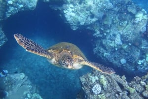 From Lahaina: Turtle Town Snorkel Aboard the Quicksilver