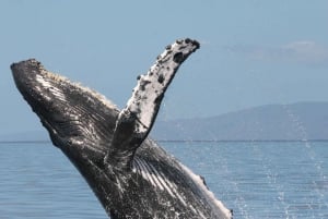 Lahaina: Turtle Town Snorkel and Whale Watching Cruise