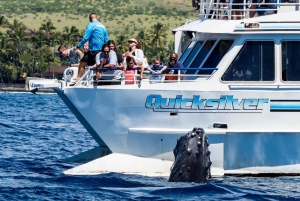 From Lahaina: Turtle Town Snorkel Aboard the Quicksilver