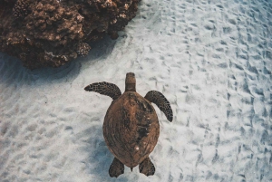 Maui: Luksuskatamaran med snorkling, skildpadder og tacos