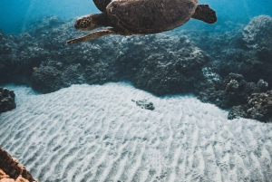 Maui: Luksuskatamaran med snorkling, skildpadder og tacos