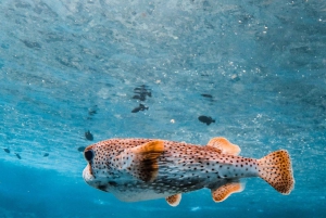 Maui: Luksuskatamaran med snorkling, skildpadder og tacos