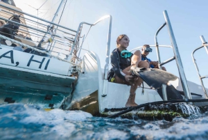 Maui: Luksuskatamaran med snorkling, skildpadder og tacos
