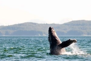 Maui: Luxuriöse Katamaran-Walbeobachtungstour mit Segeln