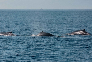 Maui: Luxuriöse Katamaran-Walbeobachtungstour mit Segeln