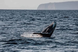 Maui: Luxuriöse Katamaran-Walbeobachtungstour mit Segeln