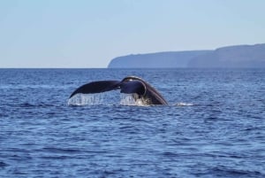 Maui: Luxuriöse Katamaran-Walbeobachtungstour mit Segeln