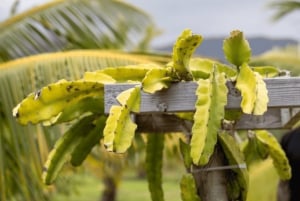 Maui: Macadamia Nut Farm and Hydroponic Tour with Lunch