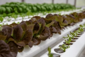 Maui: Macadamia Nut Farm and Hydroponic Tour with Lunch