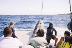 Maui: Midday Sail with the Whales Māʻalaea Harbor