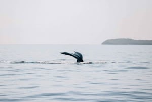 Maui: Midday Sail with the Whales Māʻalaea Harbor