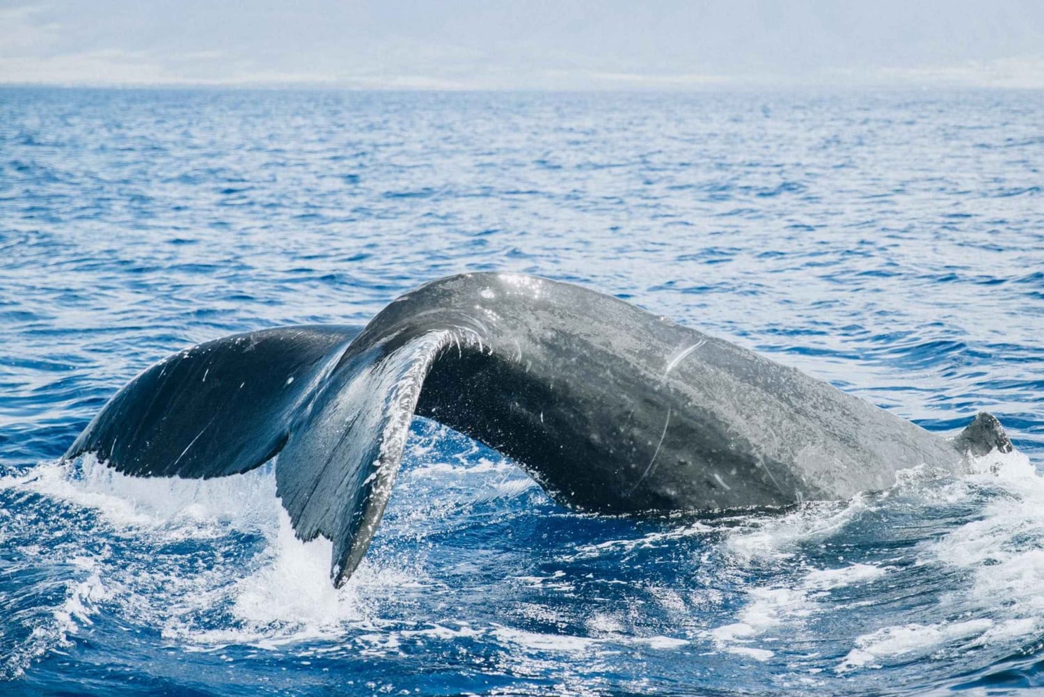 Maui : croisière matinale avec les baleines au port de Lahaina