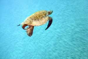 South Maui: Molokini and Turtle Town Snorkeling Tour