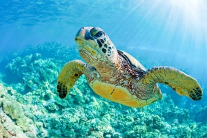 From Ma'alaea: Molokini & Turtle Town Snorkeling Tour