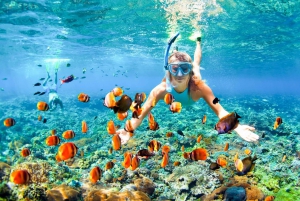 From Ma'alaea: Molokini & Turtle Town Snorkeling Tour