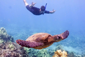 From Ma'alaea: Molokini & Turtle Town Snorkeling Tour