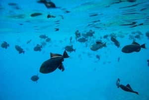 Maui: Molokini Express Snorkeling Tour - 2 hours